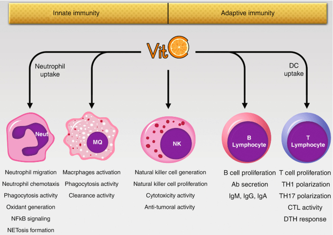 خلاصه ای شماتیک از اثرات ویتامین C فول کر داروافشان شایگان در تنظیم فعالیت سیستم ایمنی
