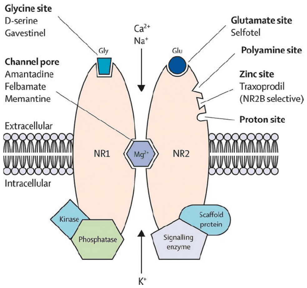 ساز و کار اثرات ضد تشنج و ضد درد منیزیم از طریق مسدود ساختن گیرنده NMDA متصل به کانال کلسیم